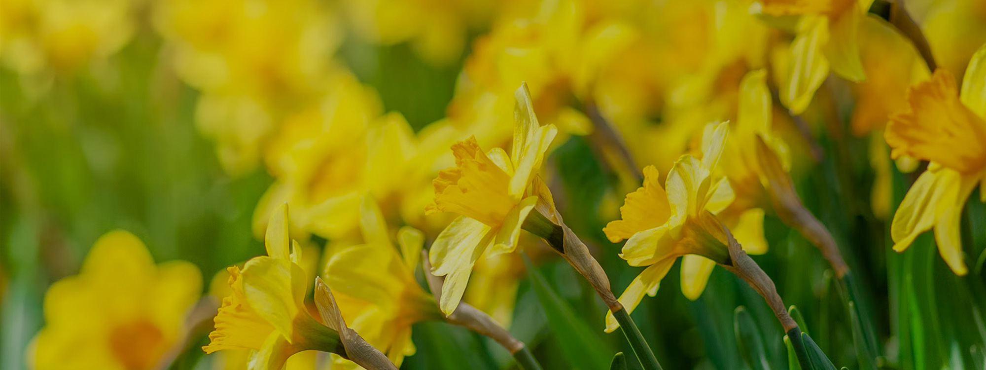 This Easter*Celebrate with us*FIND OUT MORE